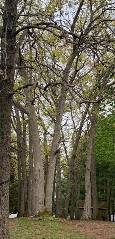 Tall trees with bare branches in a wooded area, with green foliage and a dirt path below.