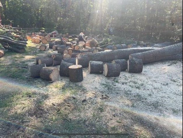Cut logs and stumps stacked in a sunlit wooded clearing with frost on the ground