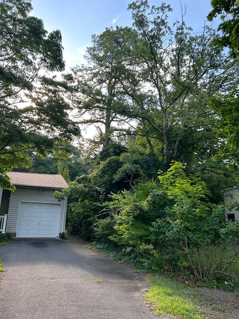 Driveway beside a white garage, framed by dense green trees and bushes in evening light