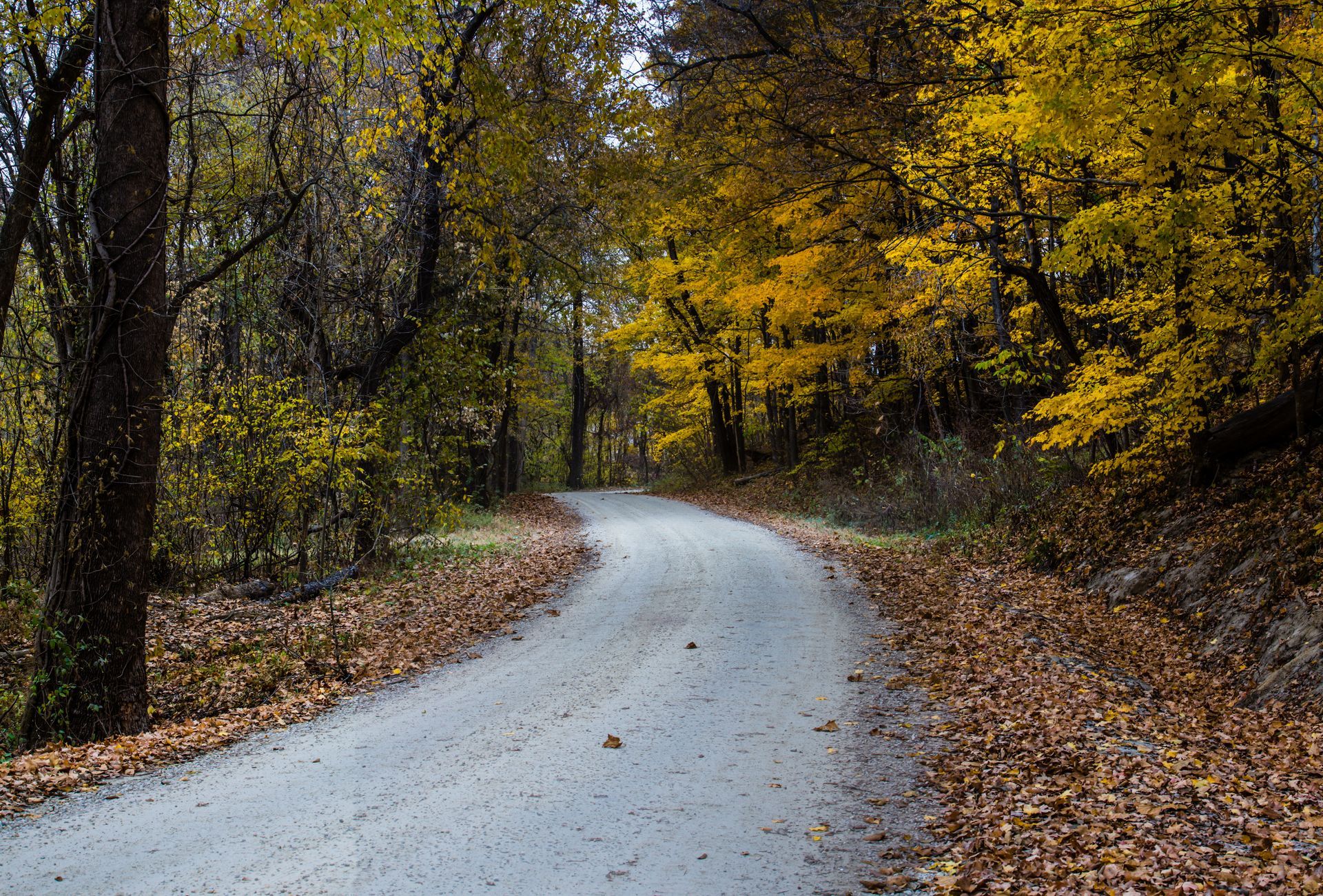 A dirt road in the woods with leaves on the ground