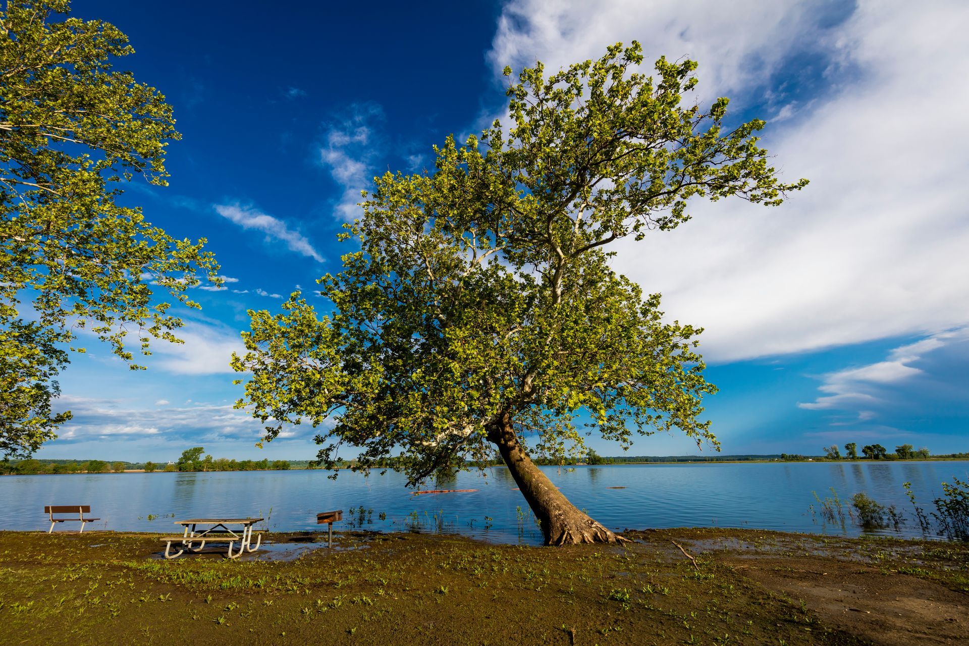 A tree is leaning over a body of water next to a picnic table