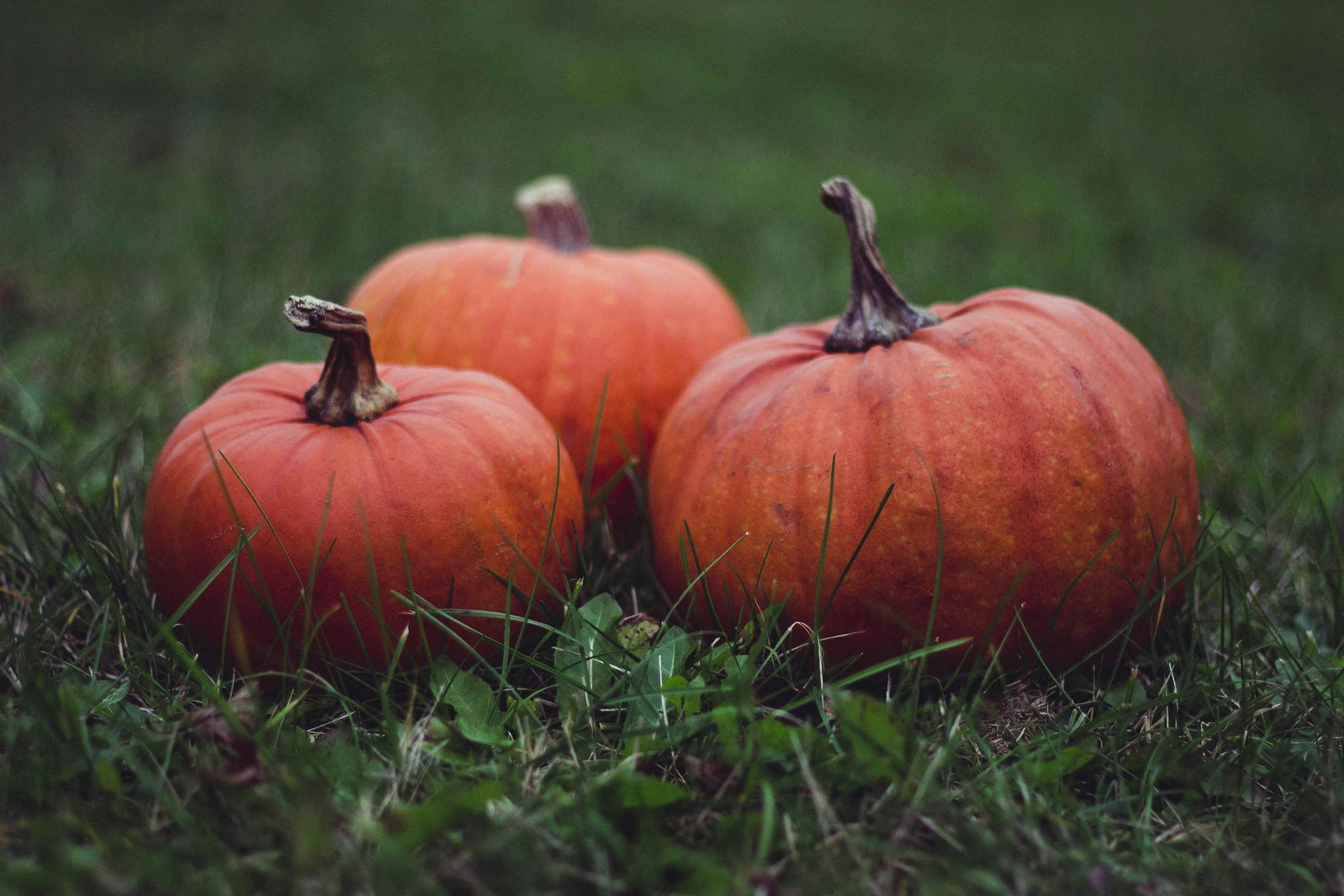 Three pumpkins are sitting on top of a lush green field.