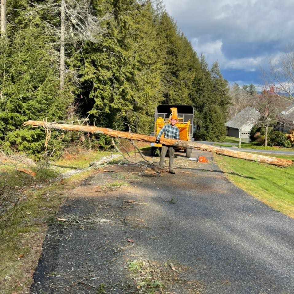 Man carrying a long log toward a wood chipper on a driveway with a forest background.