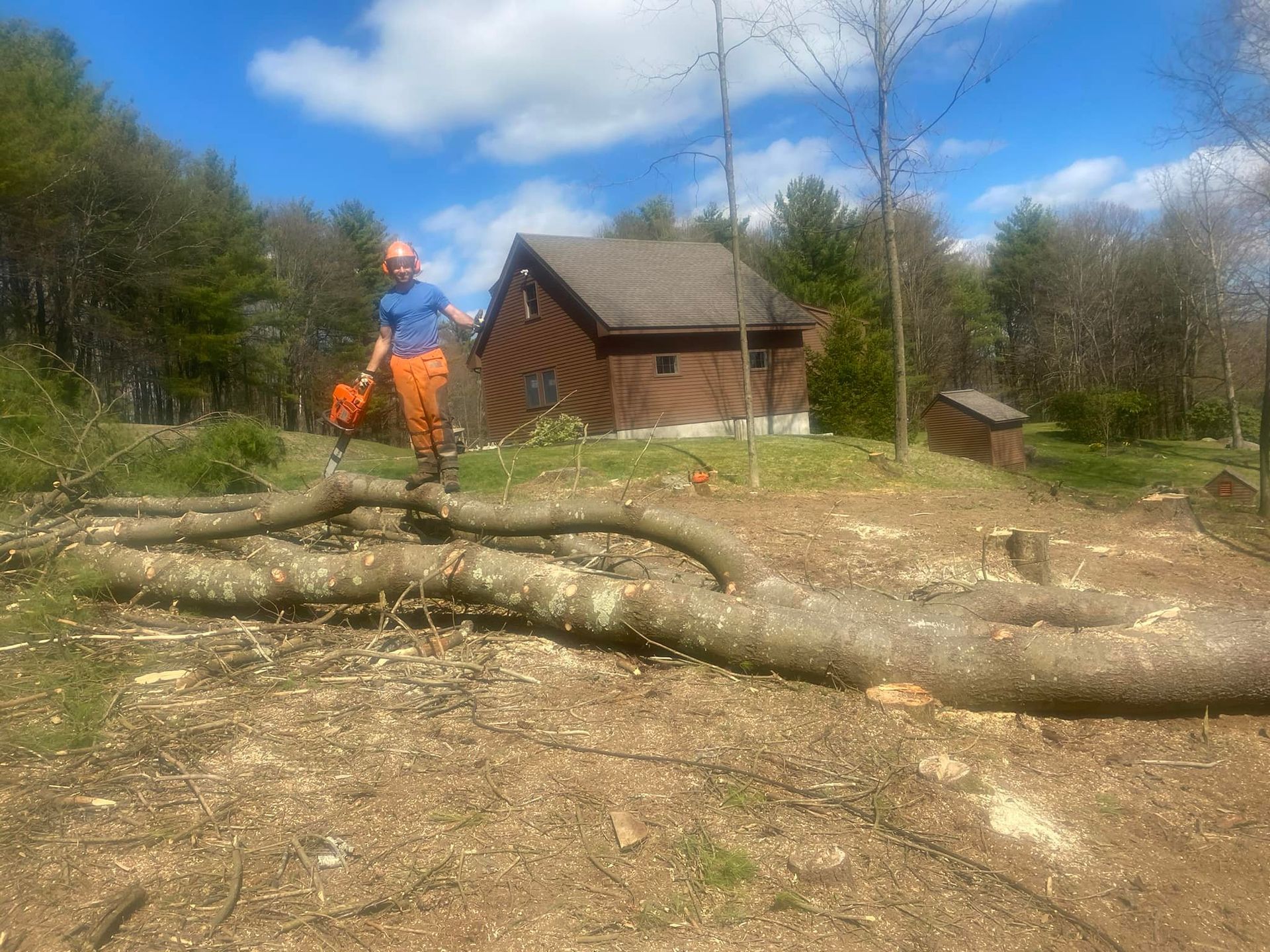 Person with chainsaw stands on large fallen tree; small cabin in the background. Blue sky, bright day.