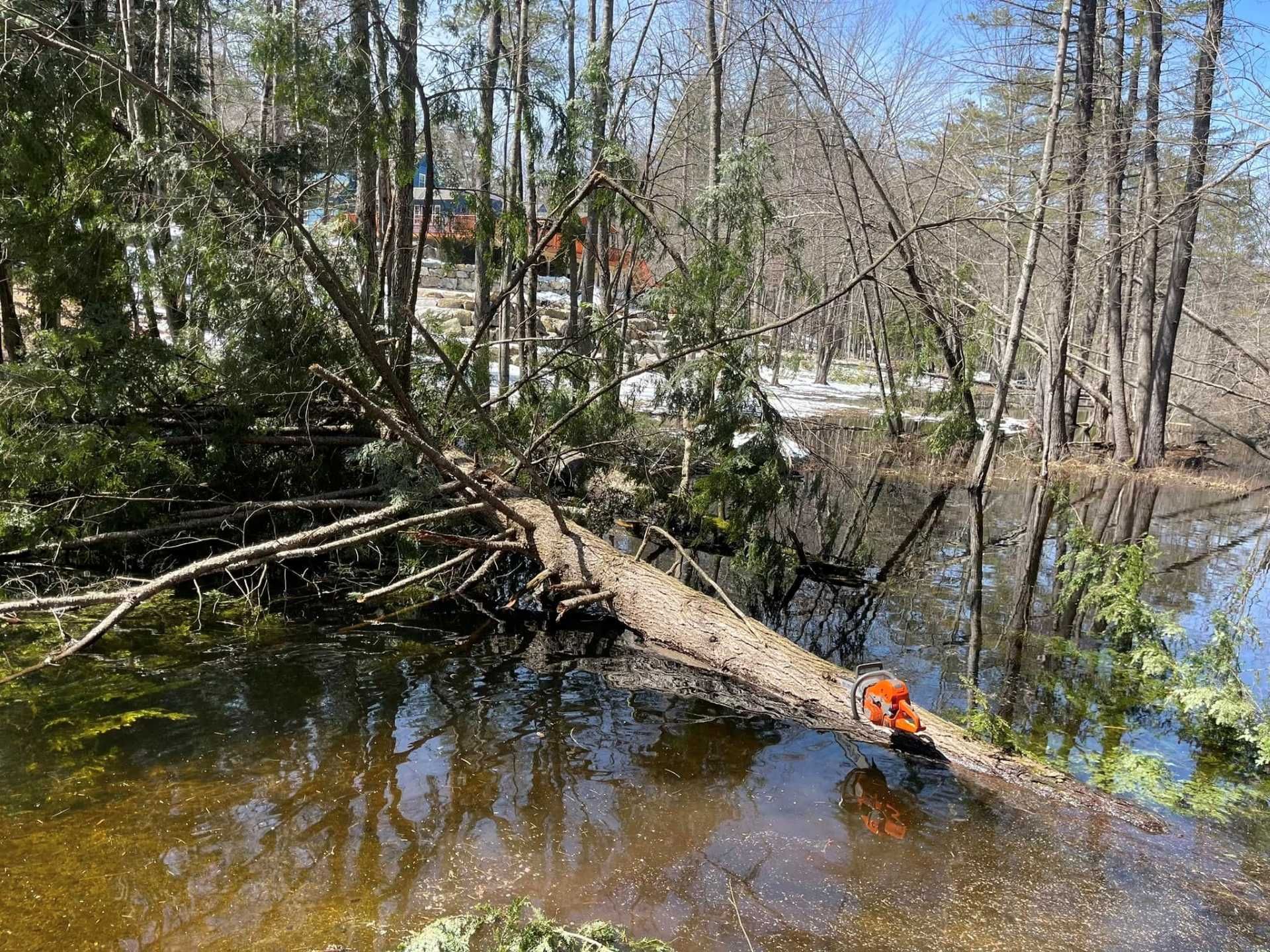 A fallen tree trunk with a chainsaw in a flooded area, surrounded by trees.