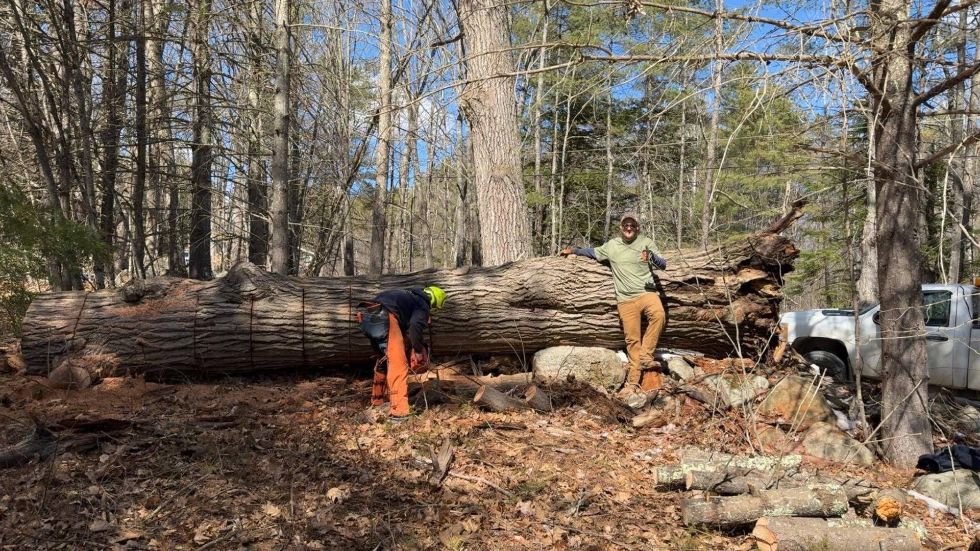 Two men standing near a felled tree trunk in a forest, one using a chainsaw.