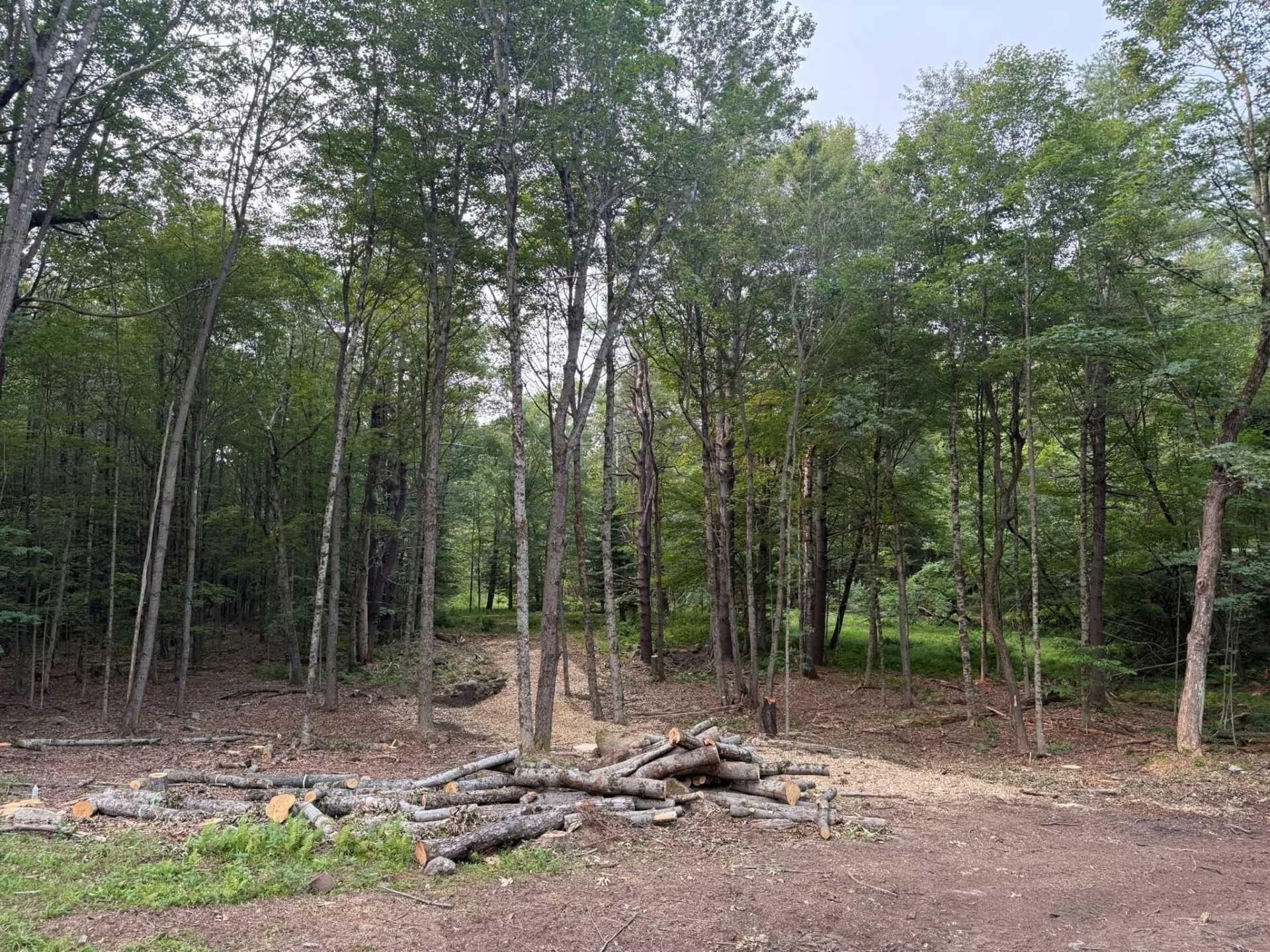Forest scene with a clearing. Logs and dirt in the foreground, trees of varying heights in the background.