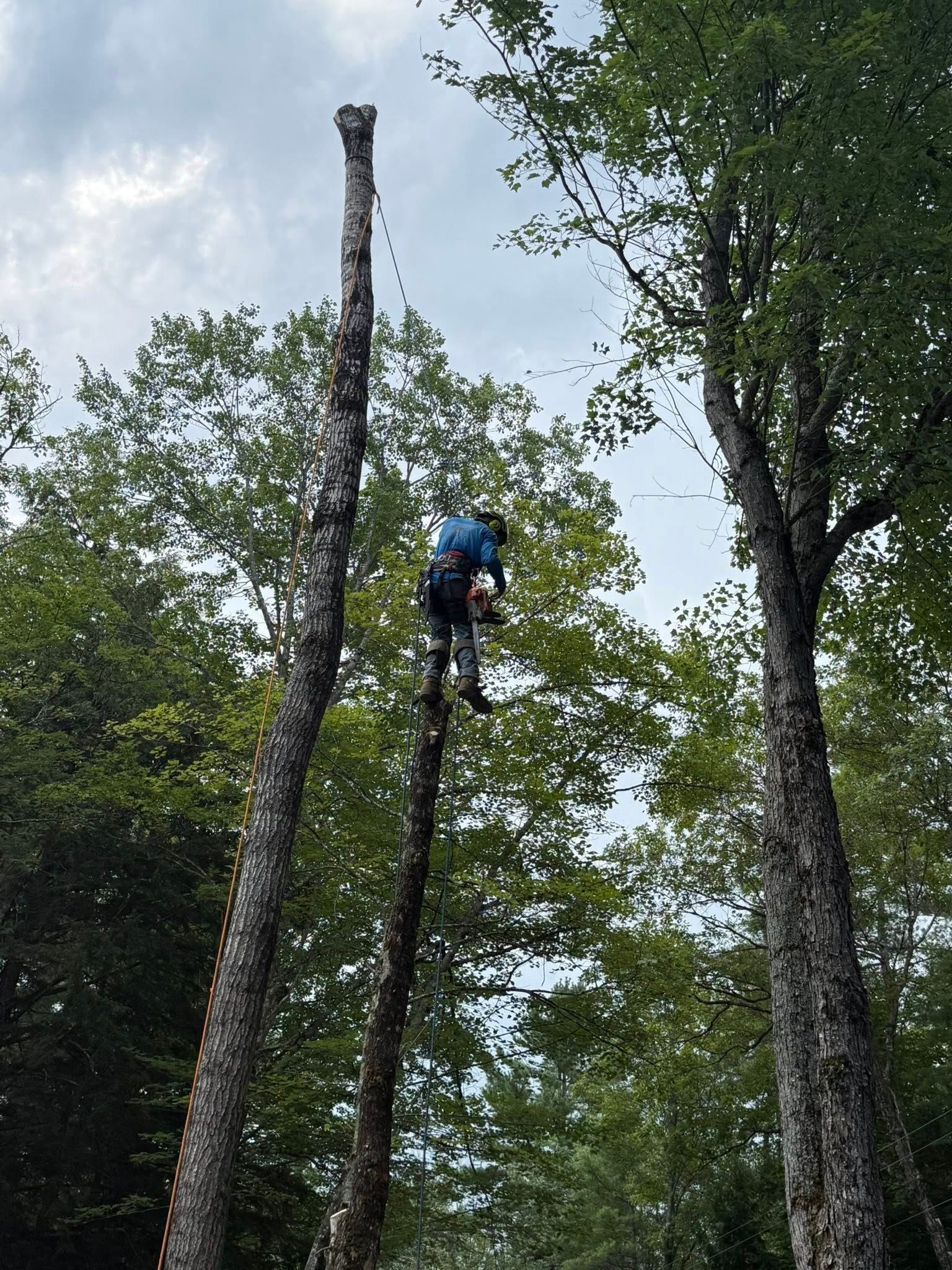 Arborist with a chainsaw cutting a tall tree trunk, surrounded by other trees, against a cloudy sky.