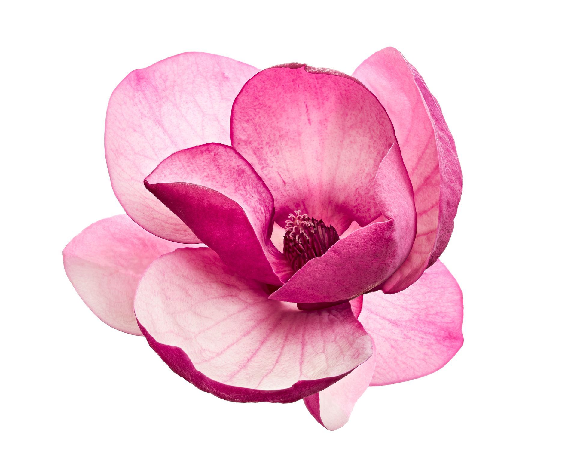 Pink magnolia blossom with layered petals on a white background