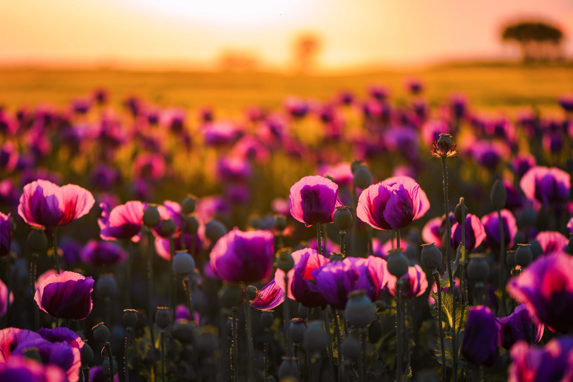 Pink poppies in a field at sunset, with a warm orange sky and a distant tree silhouette