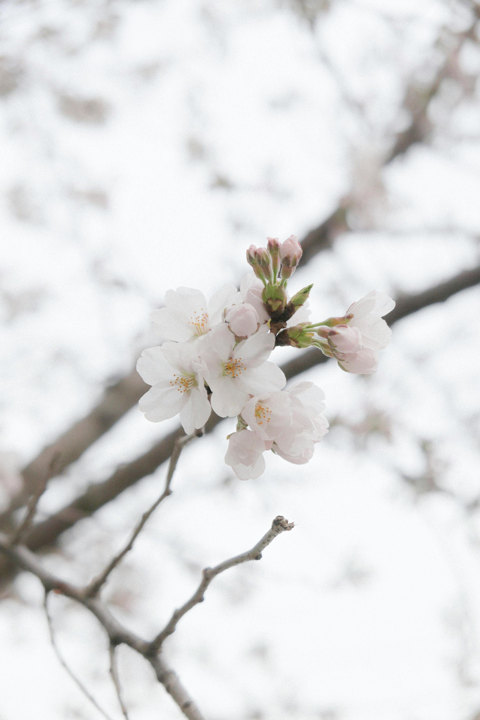 Close-up of pale pink cherry blossoms on a branch against a soft white sky