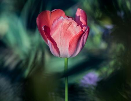Pink tulip in soft focus, blooming against a dark green blurred background