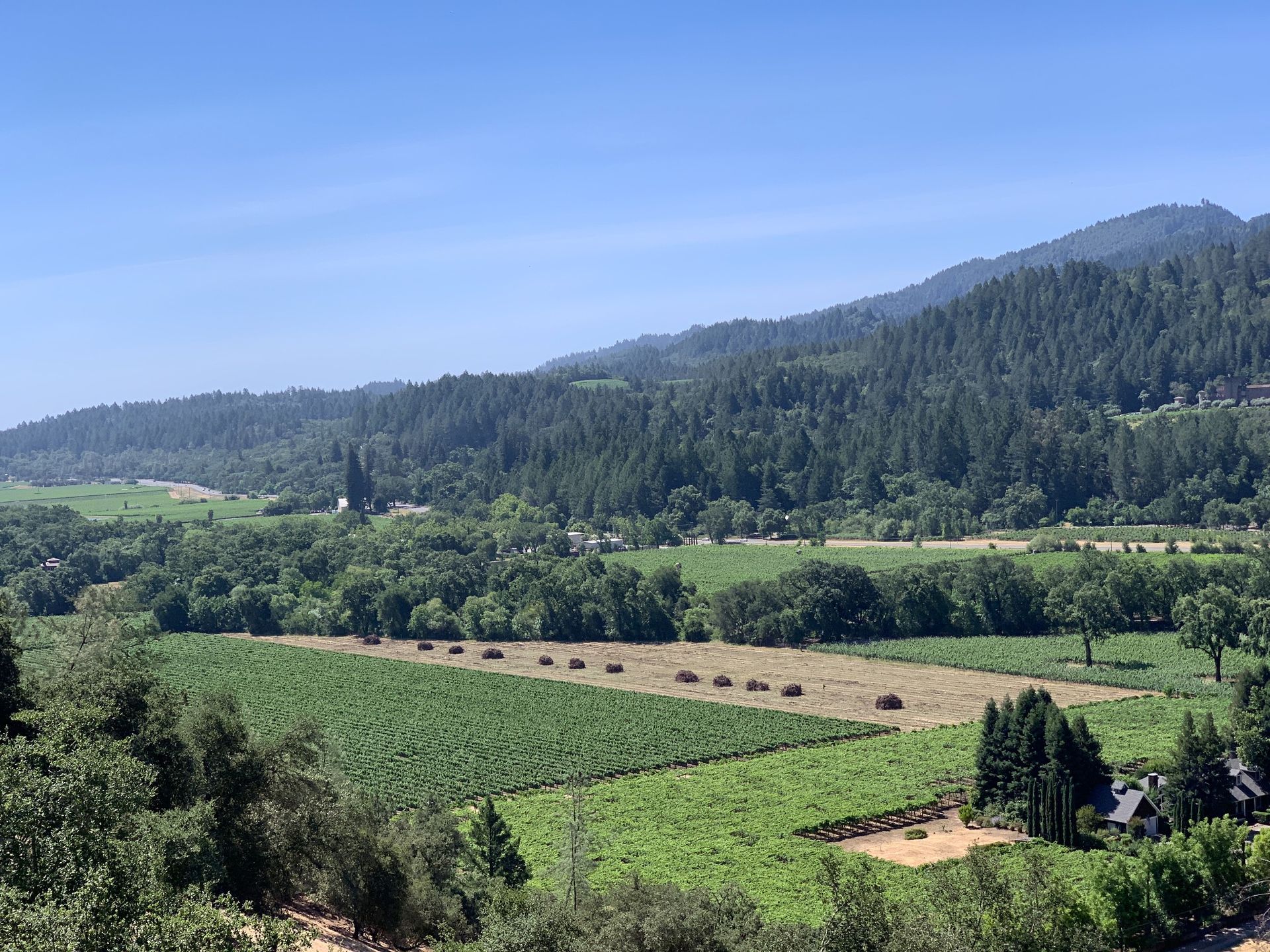 Vineyard rows and green hills beneath a clear blue sky