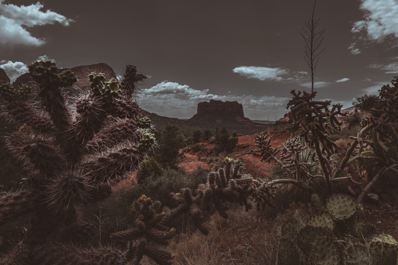 Desert cactus and red rocks under dark clouds at dusk near Sedona