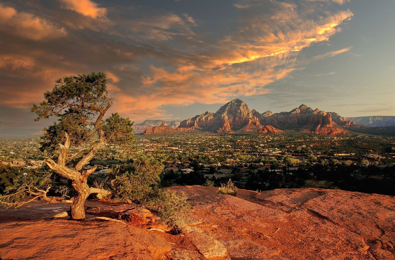 Gnarled juniper tree overlooking the red rocks and town of Sedona at golden hour