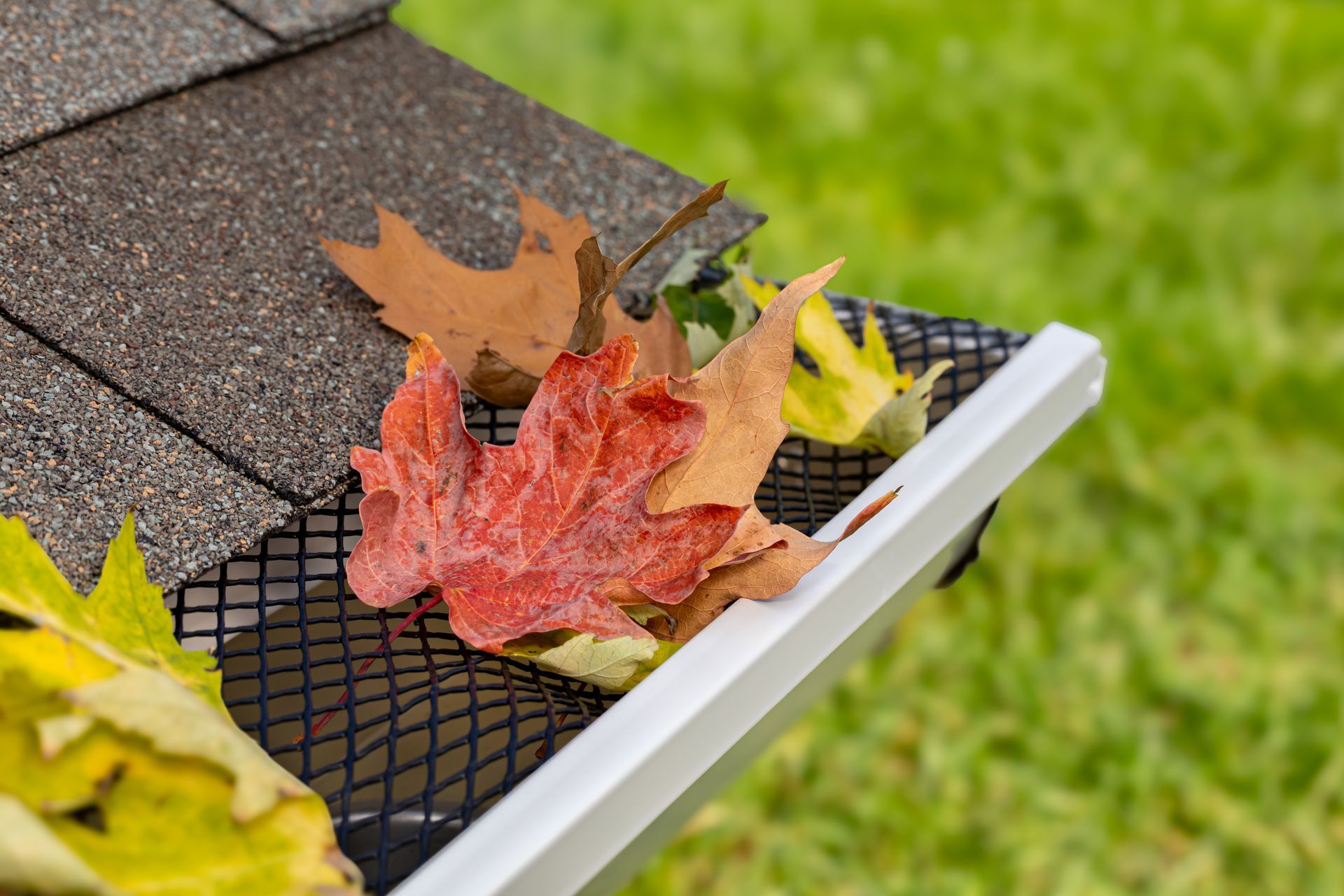 Autumn leaves caught in a roof gutter beside gray shingles and green grass