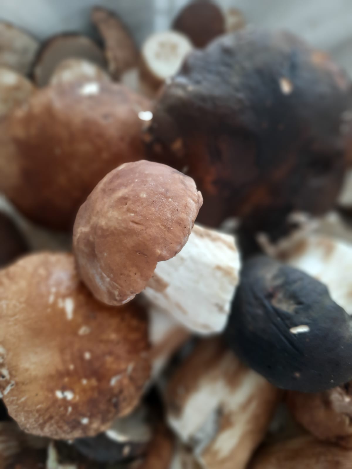 Funghi porcini