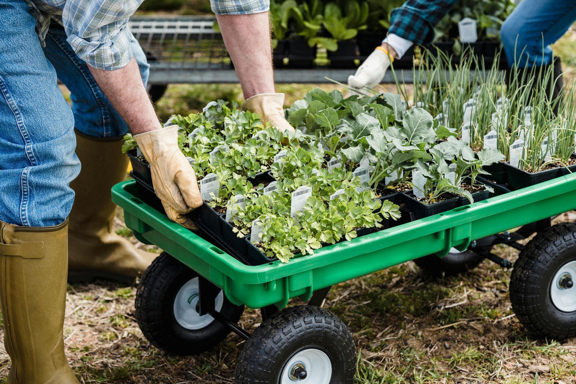 nursery-pots-propagation-trays-greenhouse.jpg