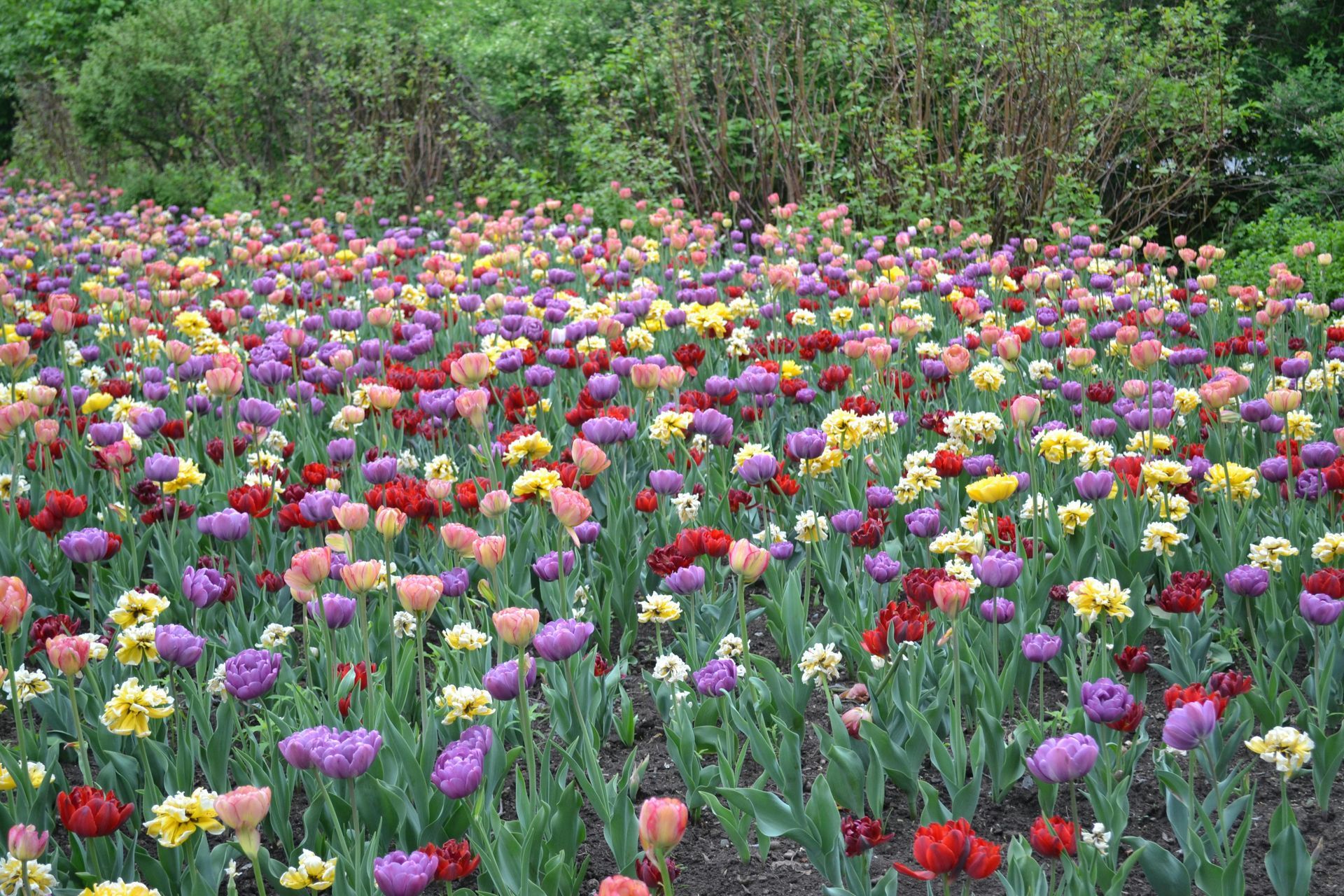 A field of colorful flowers with red yellow and purple flowers