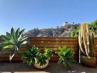 Succulents in pots with Griffith Observatory in the background, set in a sunny, outdoor space.