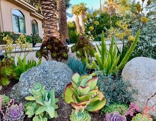 Succulent garden with large rocks, diverse greenery, and a building backdrop.