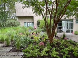 Garden bed with diverse plants and small tree in front of a modern building with glass doors and windows.