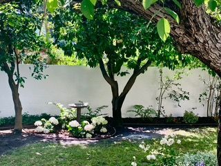 Lush backyard with trees, white flowers, a birdbath, and a white wall backdrop.