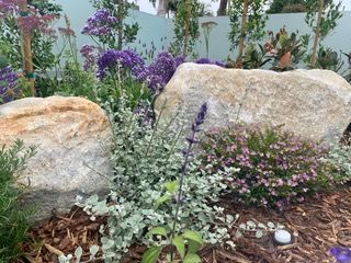 Rocks and colorful plants in a garden setting, with a blue wall in the background.