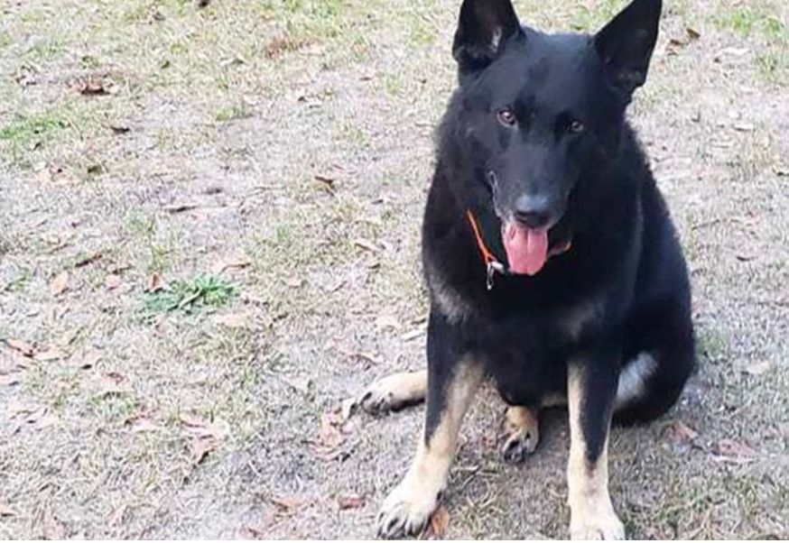 Black and tan German Shepherd dog sitting outside with tongue out.