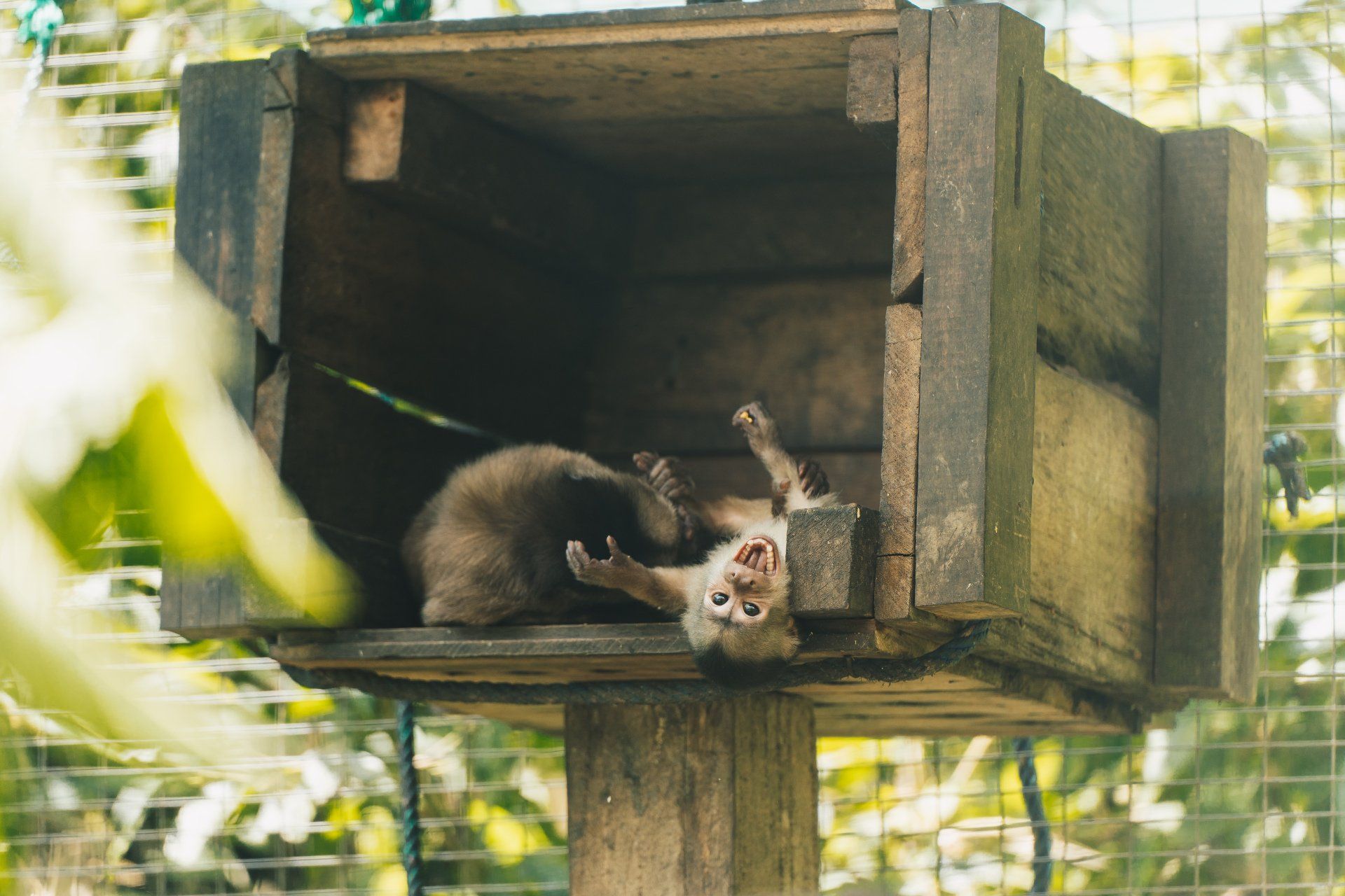 baby capuchin monkey happy