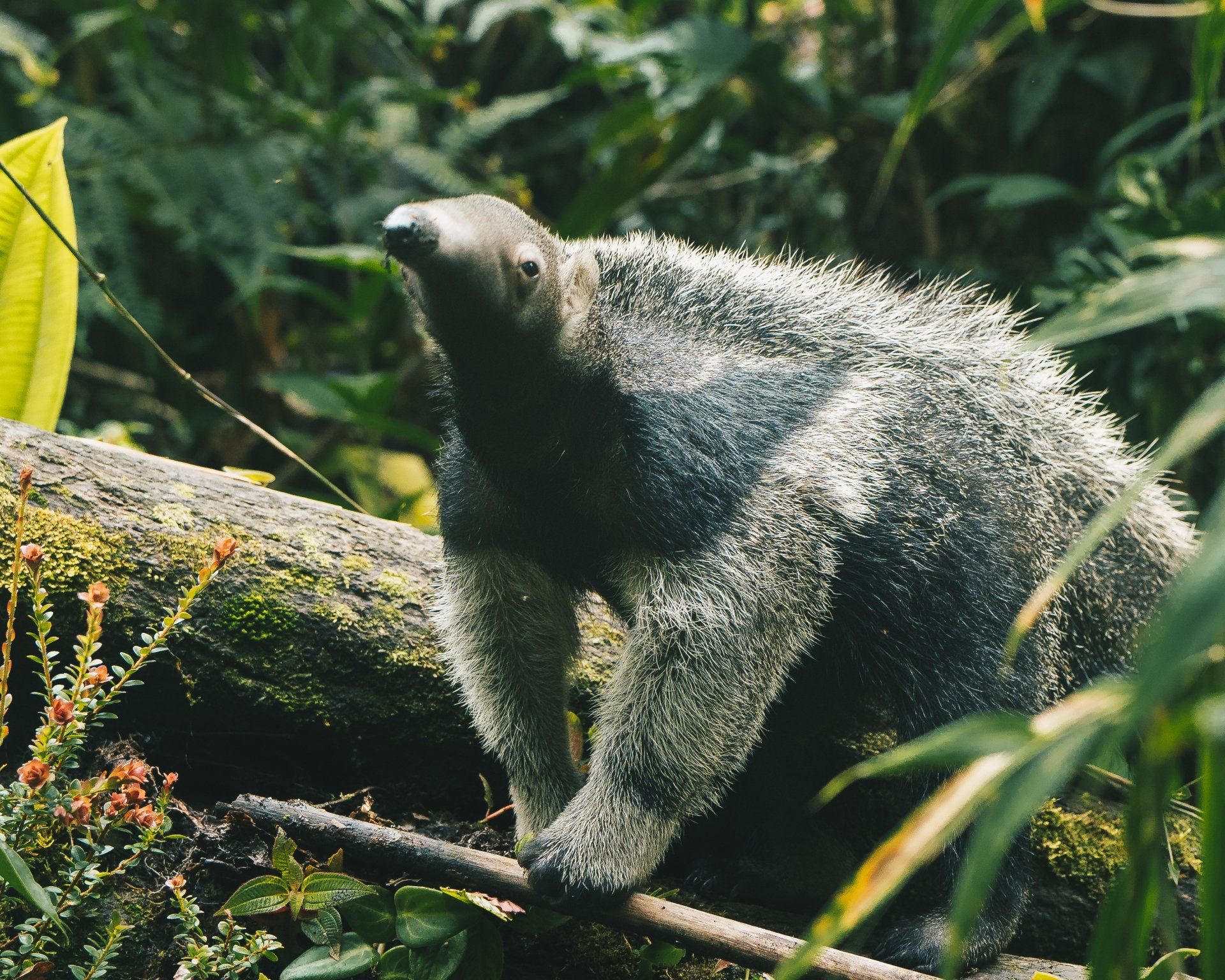 Giant anteater rehabilitation Ecuador