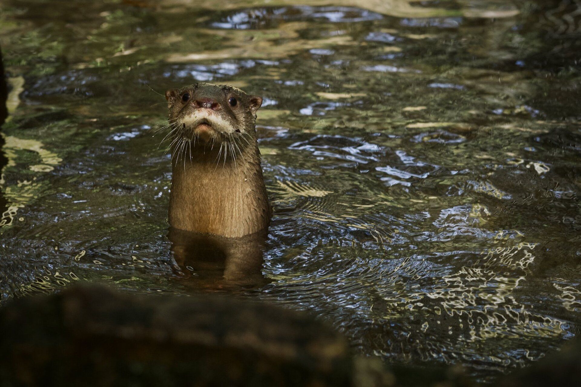 amazon otter
