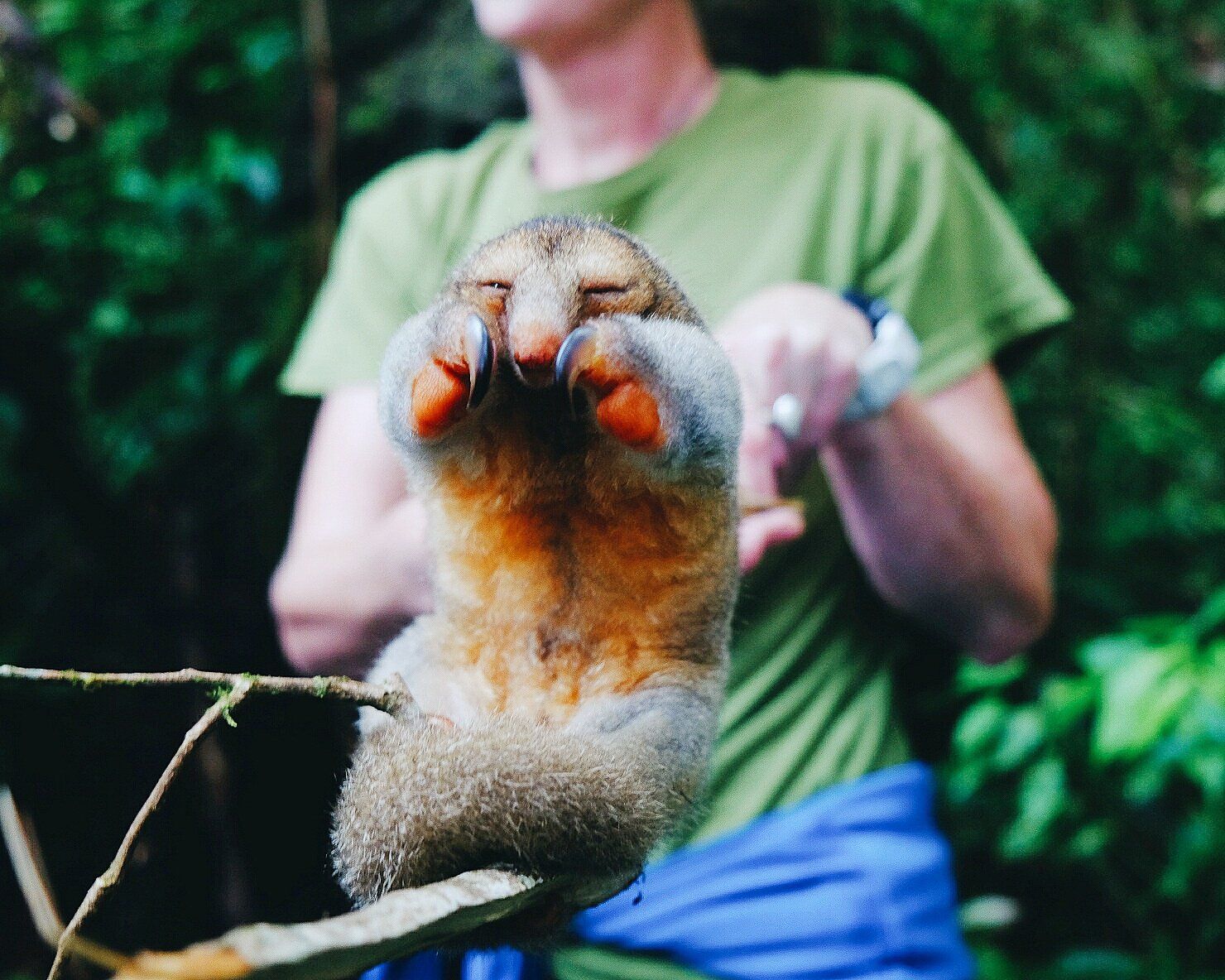 pygmy anteater