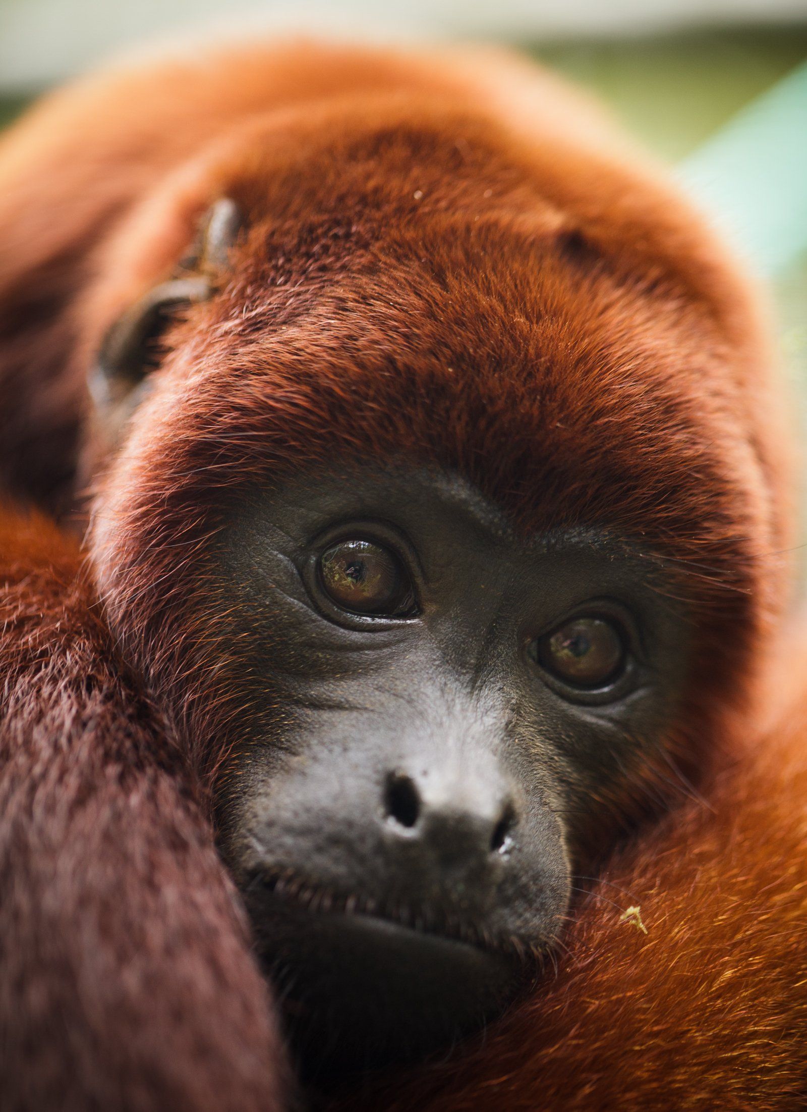Animal arrival illegal wildlife trade