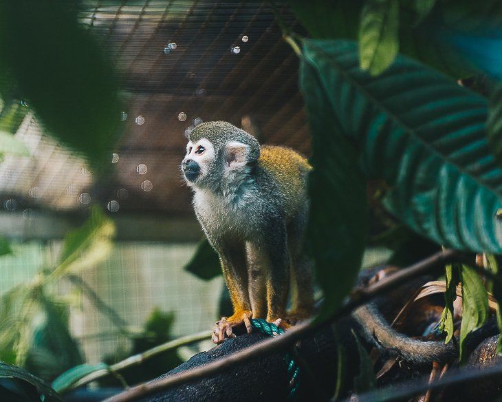 squirrel monkey
