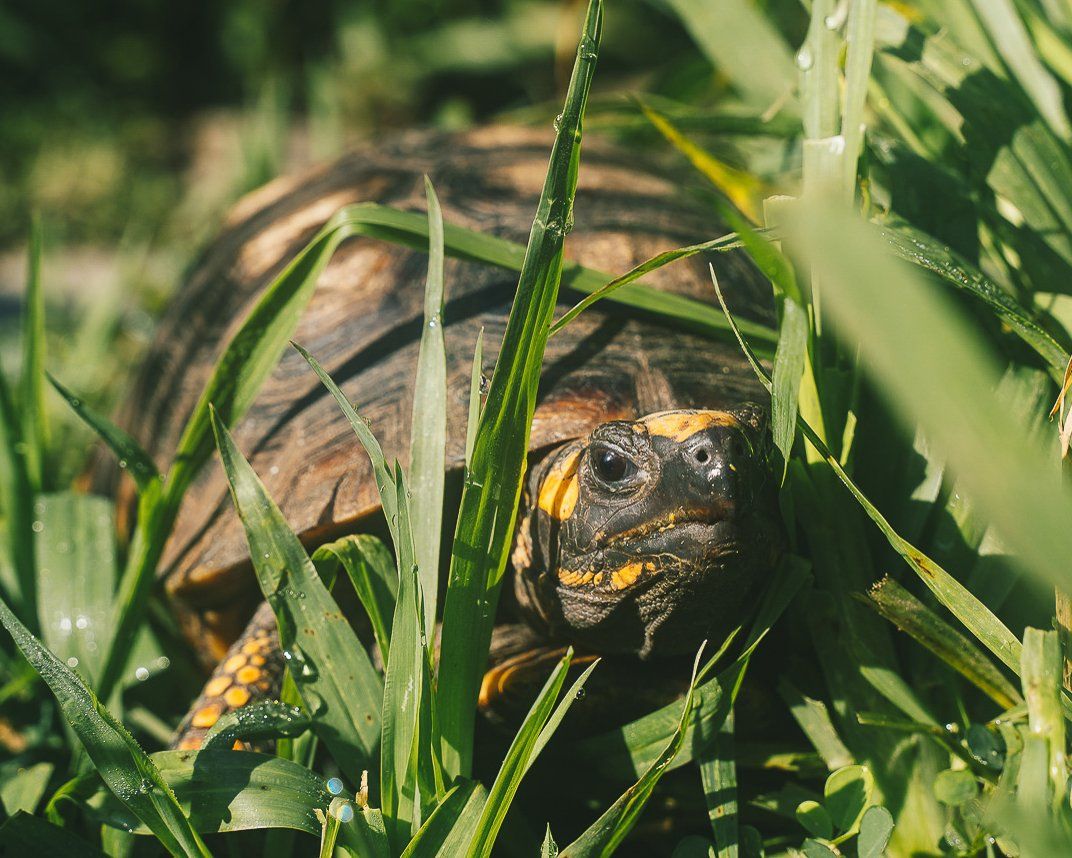 tortoise
