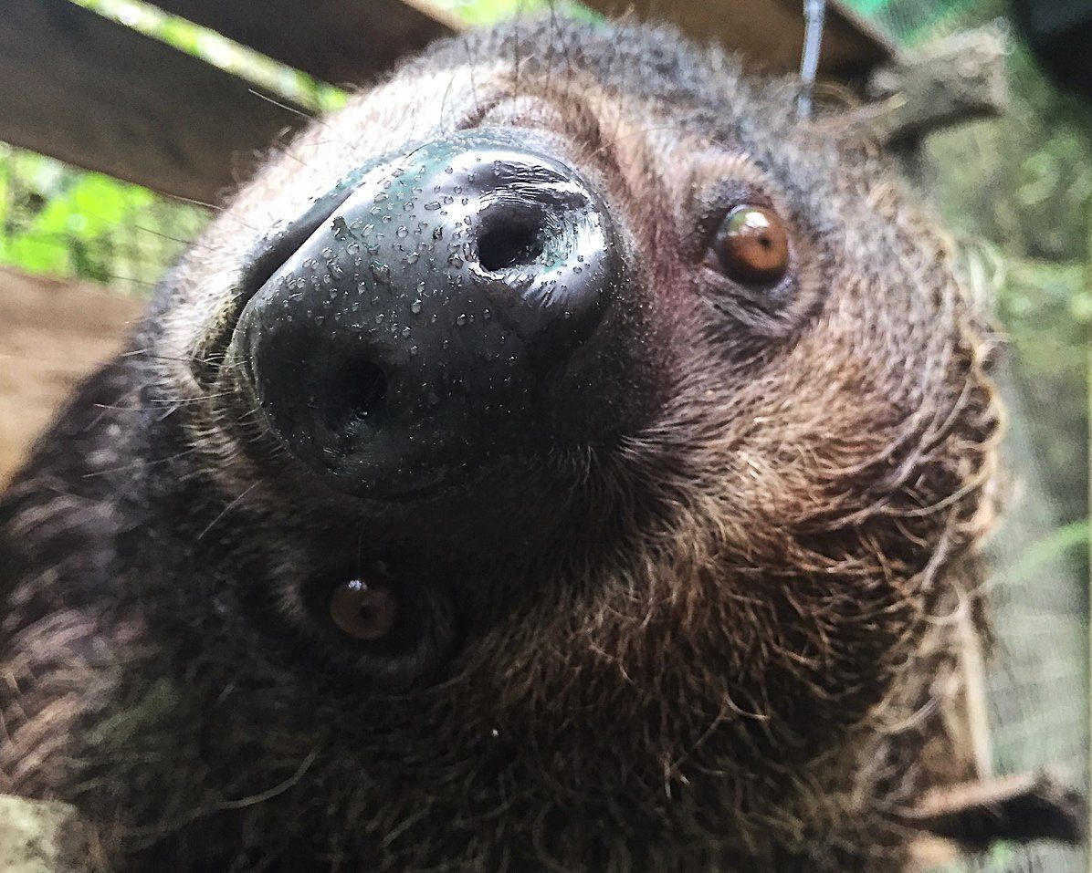 sloth