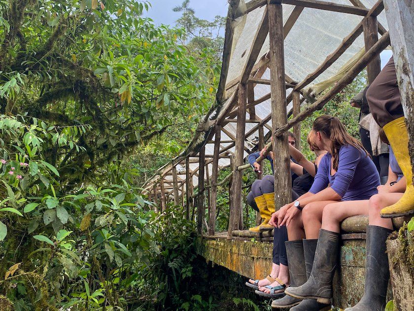 Woolly monkey rehabilitation Woolly monkey rehabilitation