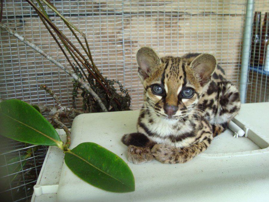 ocelot rehabilitation