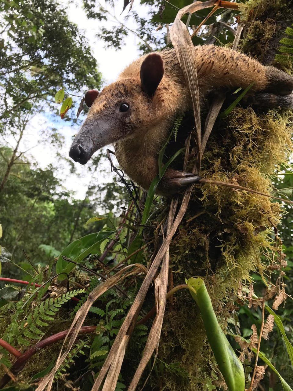 anteater release