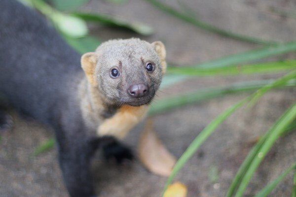 tayra