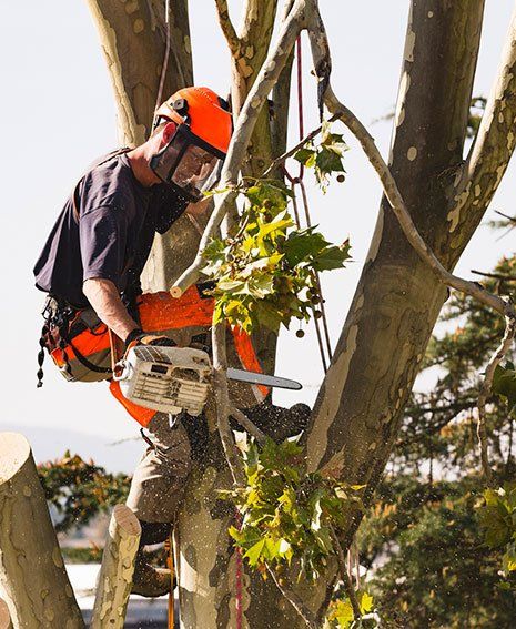 Tree Pruning — Canary Palm Trees in Las Vegas, NV Tree Pruning — Canary Palm Trees in Las Vegas, NV