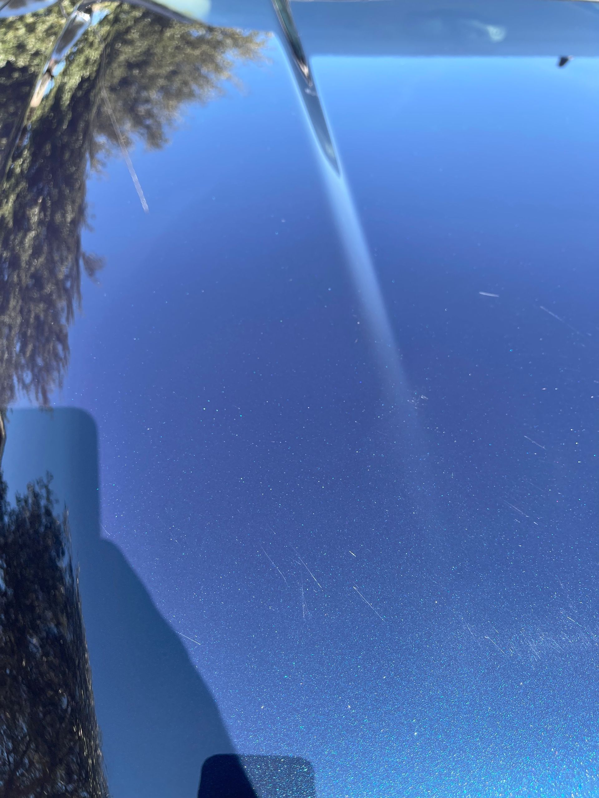 A close up of a car windshield with a tree reflected in it.
