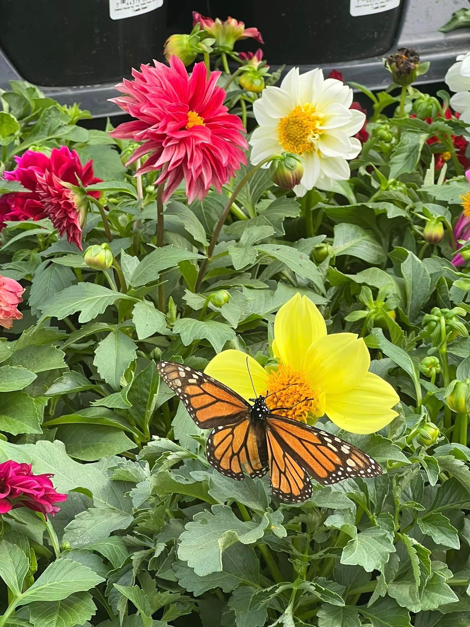 Natural & Landscaping Stone Product List Willow Creek Landscape Supply