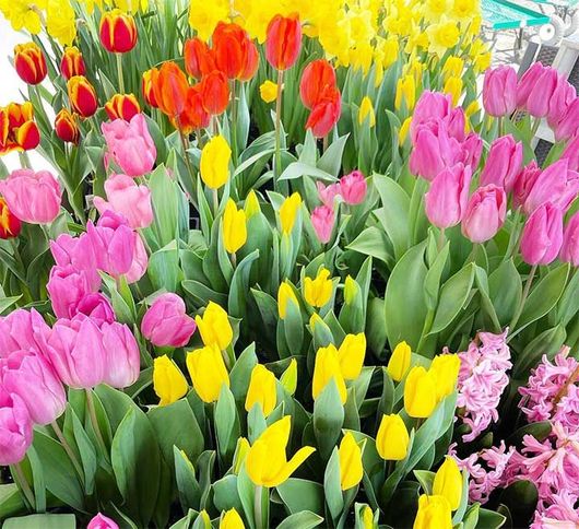 blooming tulips in pink, red, yellow