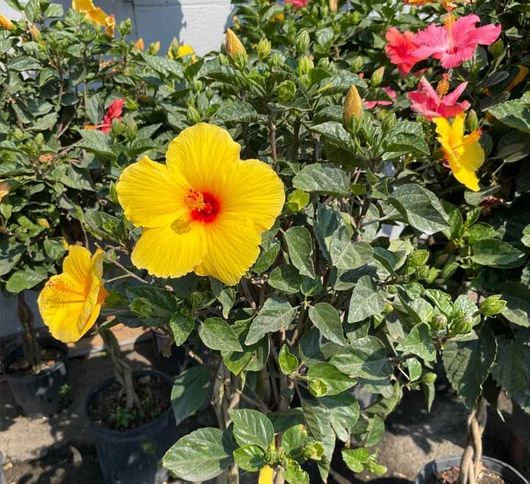 Yellow and pink hibiscus flowers 