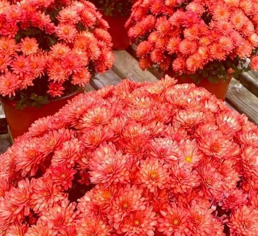 Red chrysanthemum 