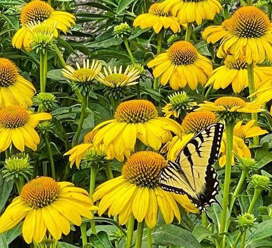 Yellow coneflowers in bloom 
