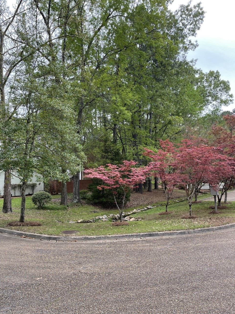 A lush green yard with pink flowers and trees.