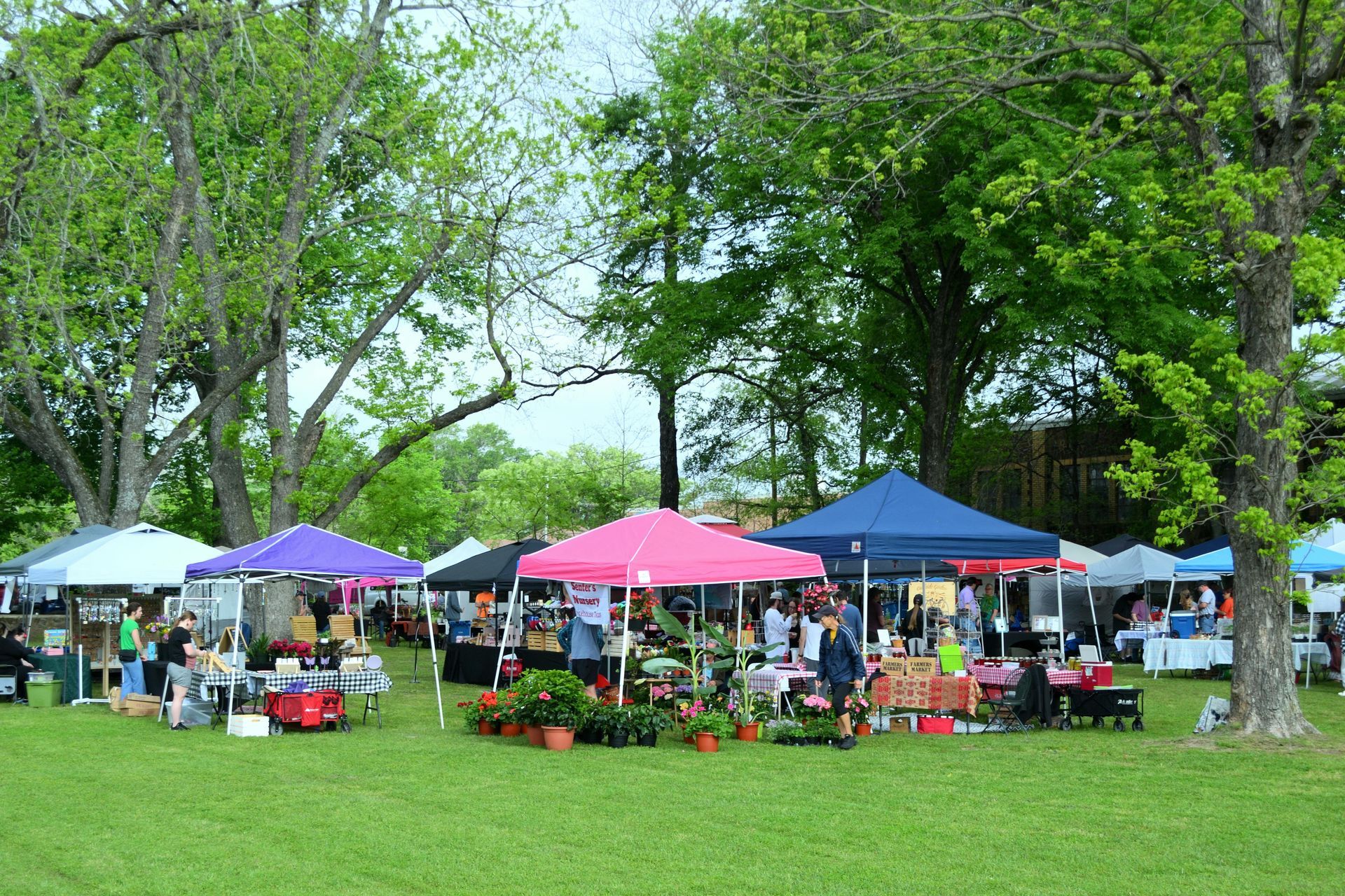 People browse a park outdoor market with several colorful pop-up tents on a grassy lawn surrounded by large trees.